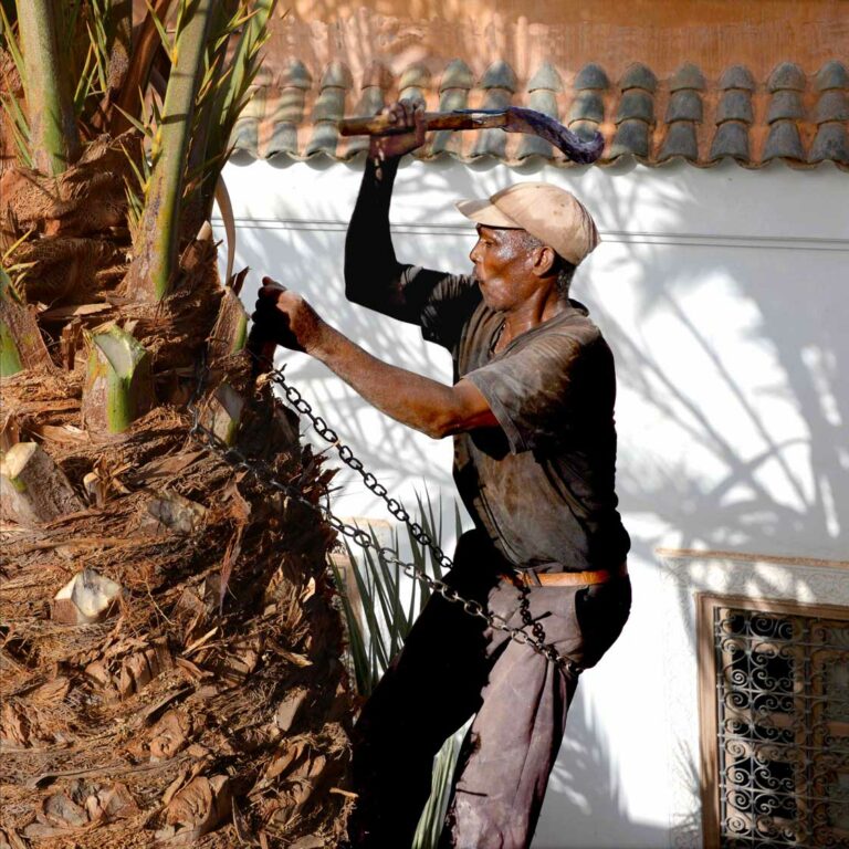 palm tree riad Dar Housnia